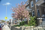 Kwanzan Cherry Tree 2011 07